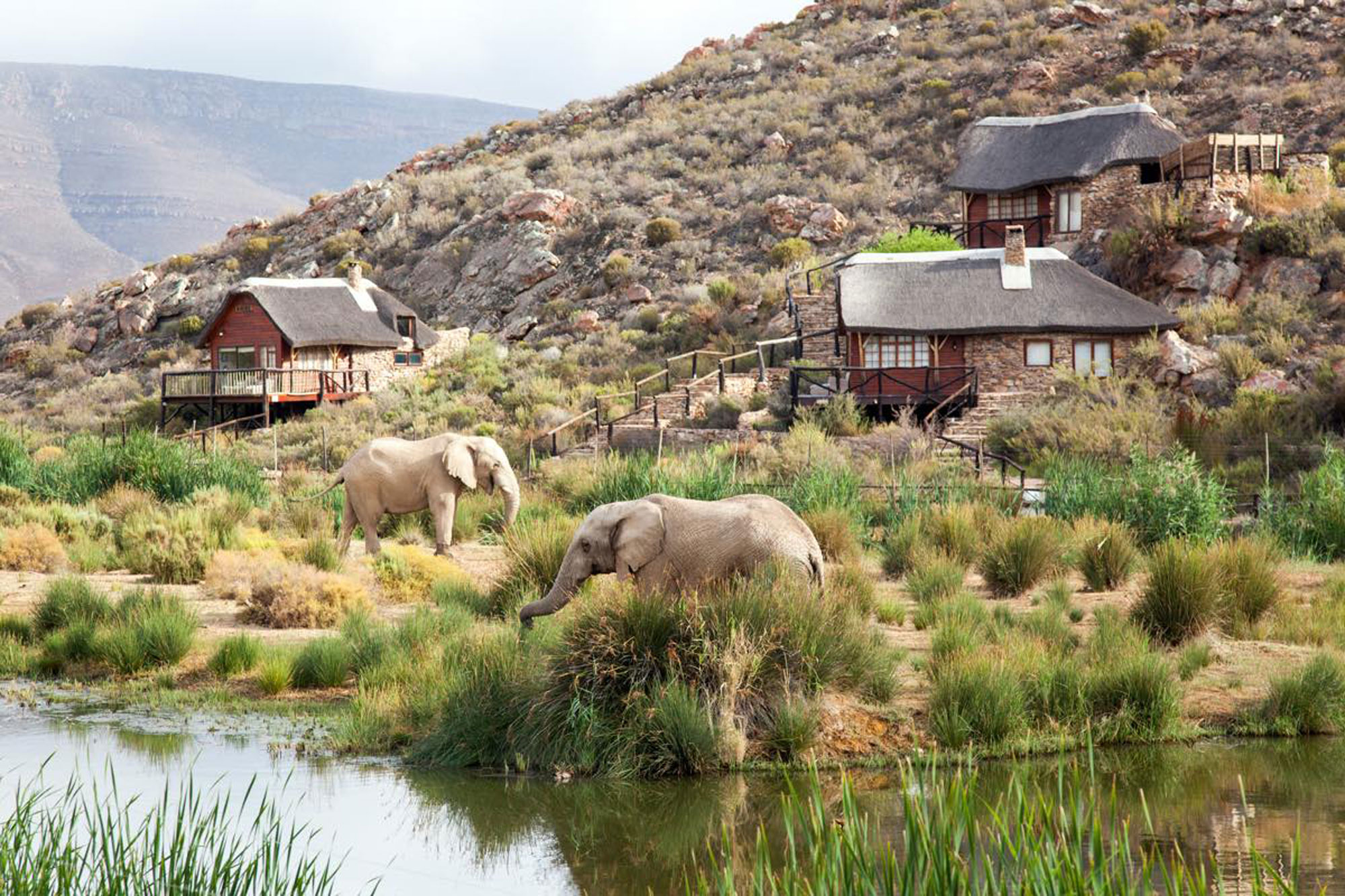 Aquila Game Reserve Cape Town Western Cape South Africa safari review