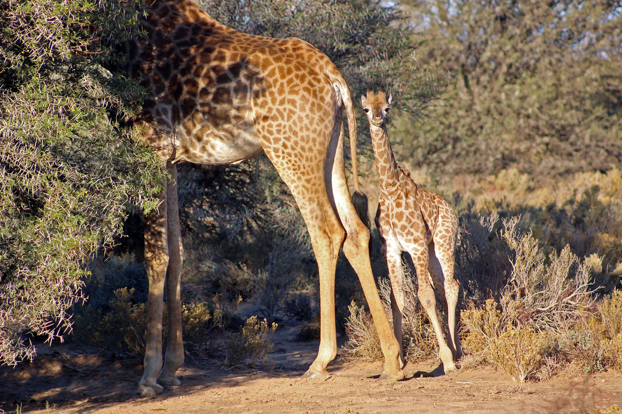 Inverdoorn Game Reserve Cape Town Western Cape South Africa safari review