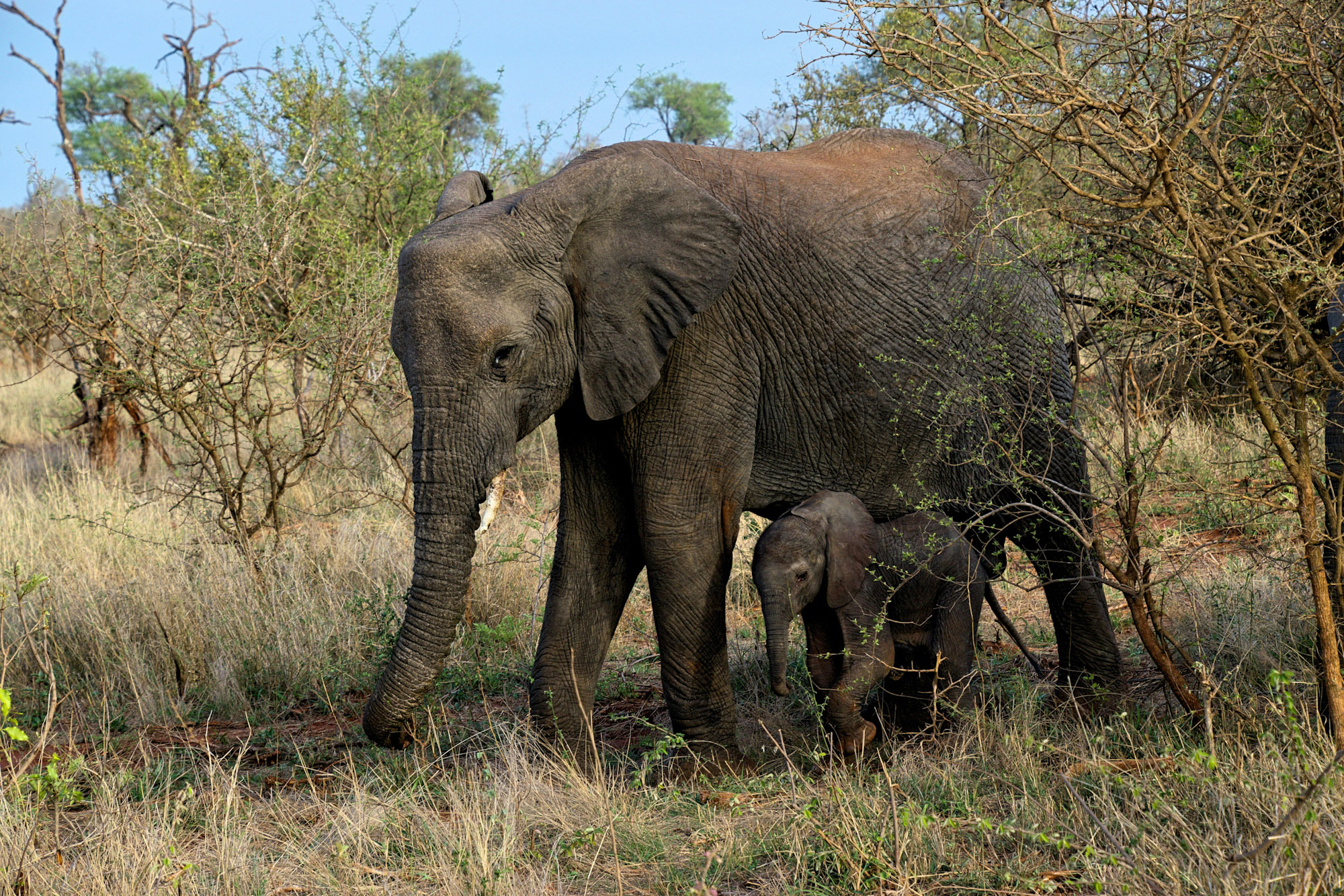 Kruger National Park South Africa