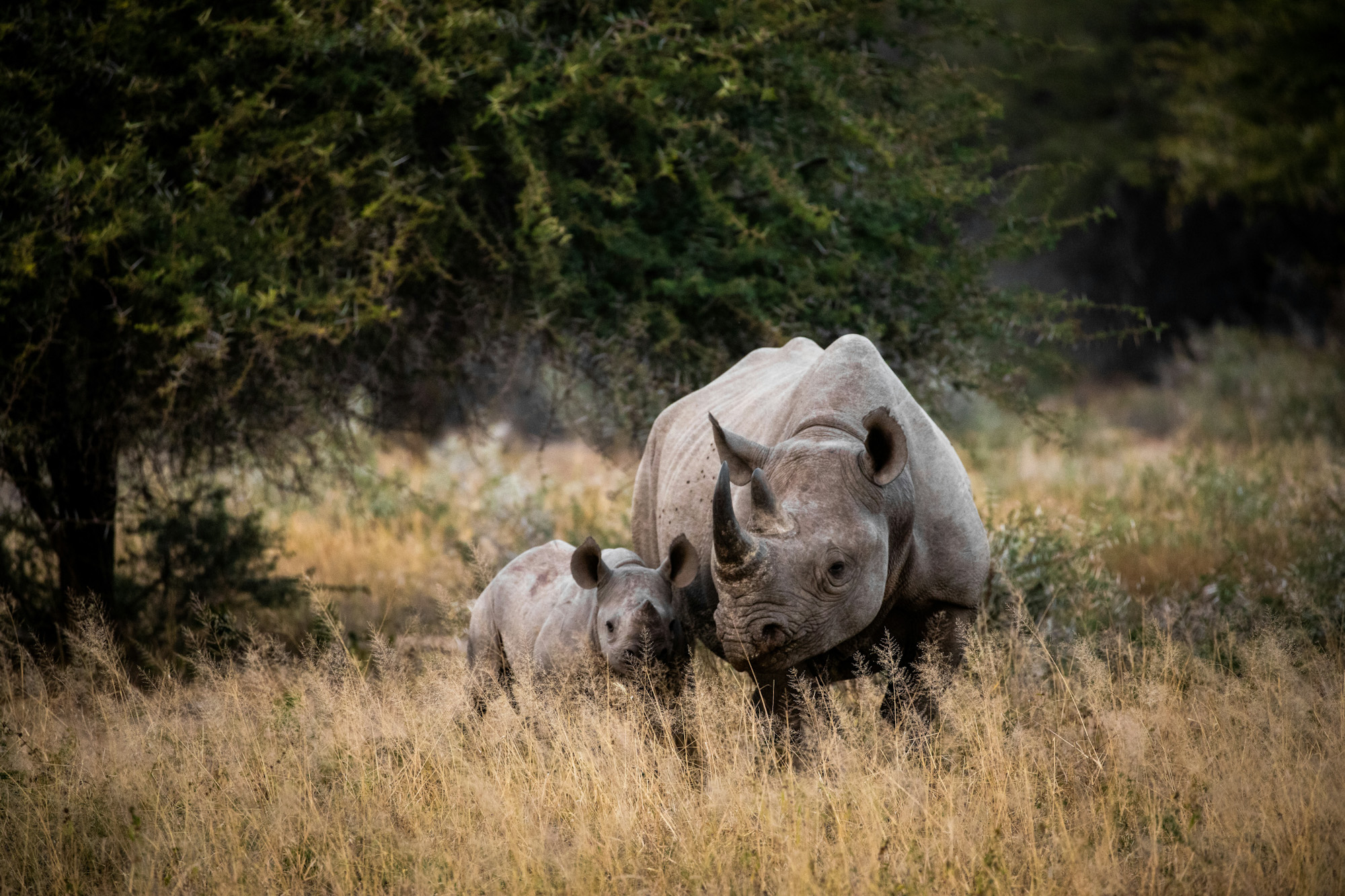 Kruger National Park South Africa