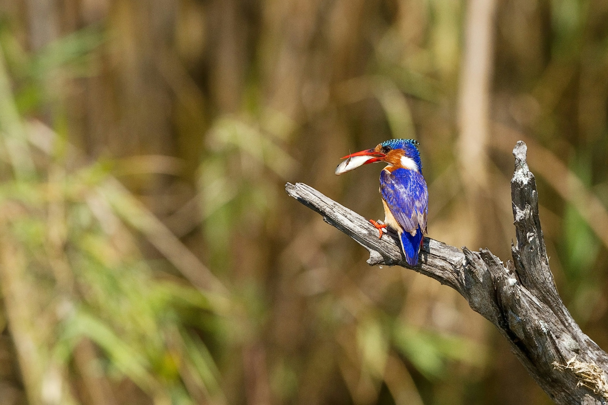 Kruger National Park South Africa