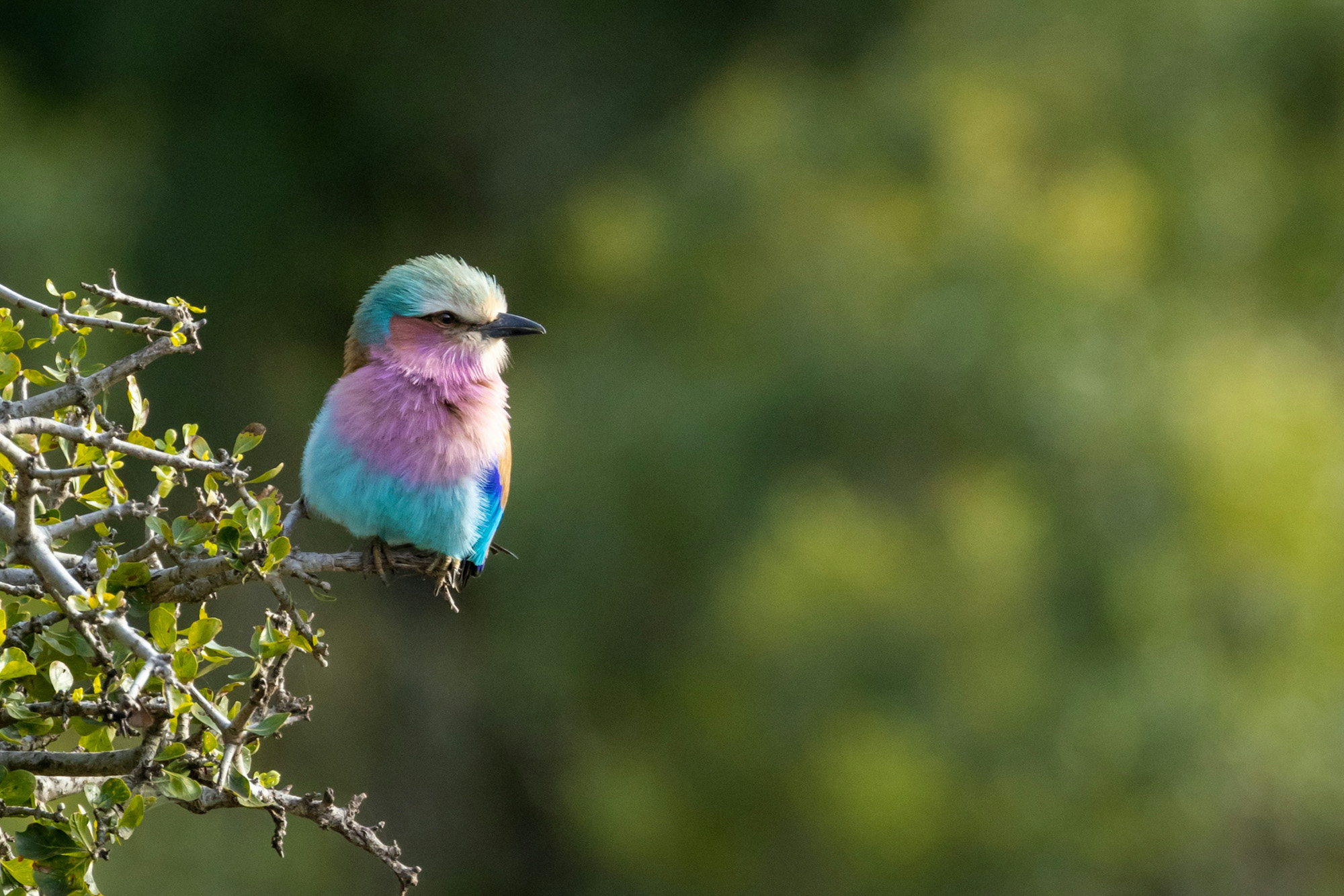 Kruger National Park South Africa