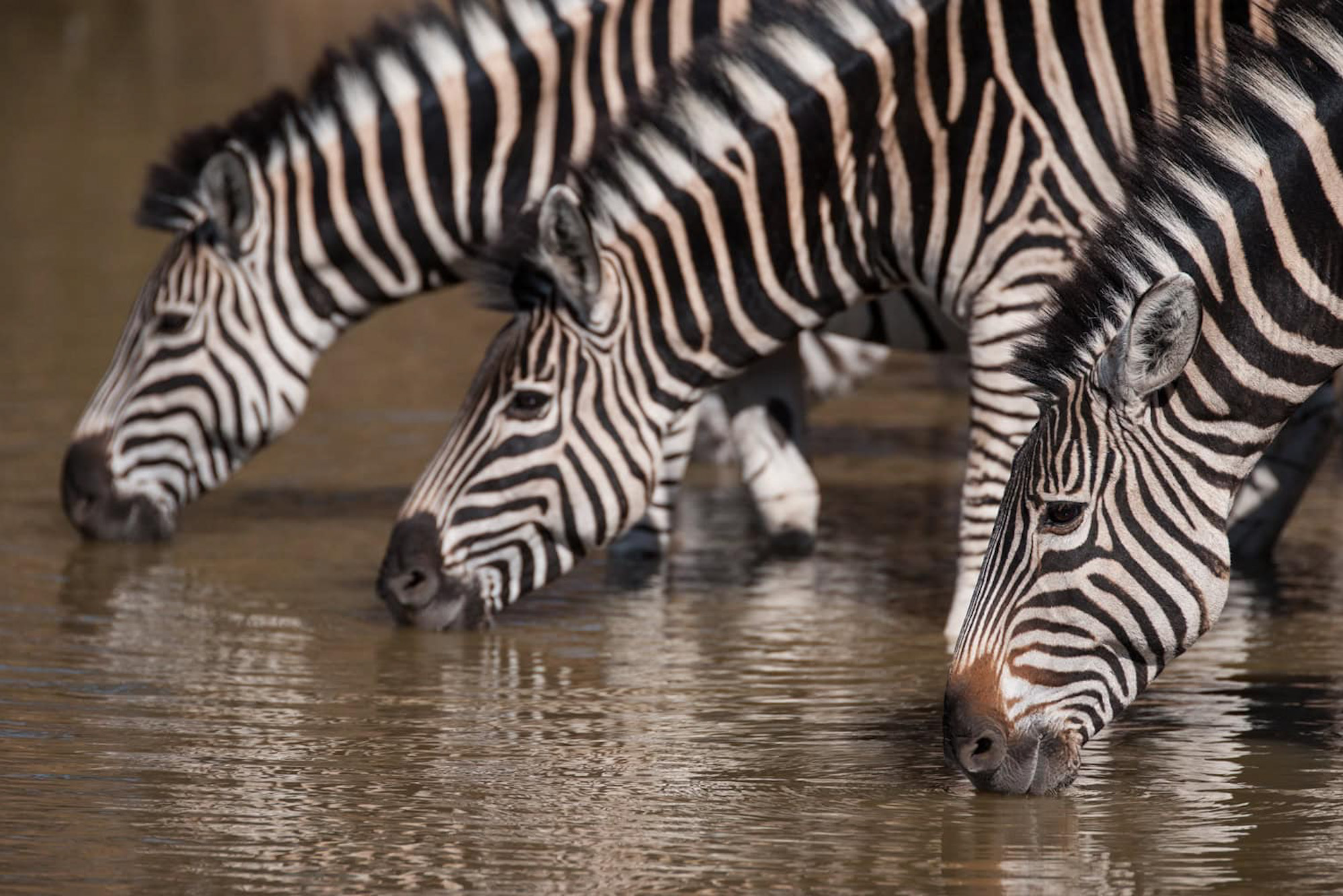 Kruger National Park South Africa