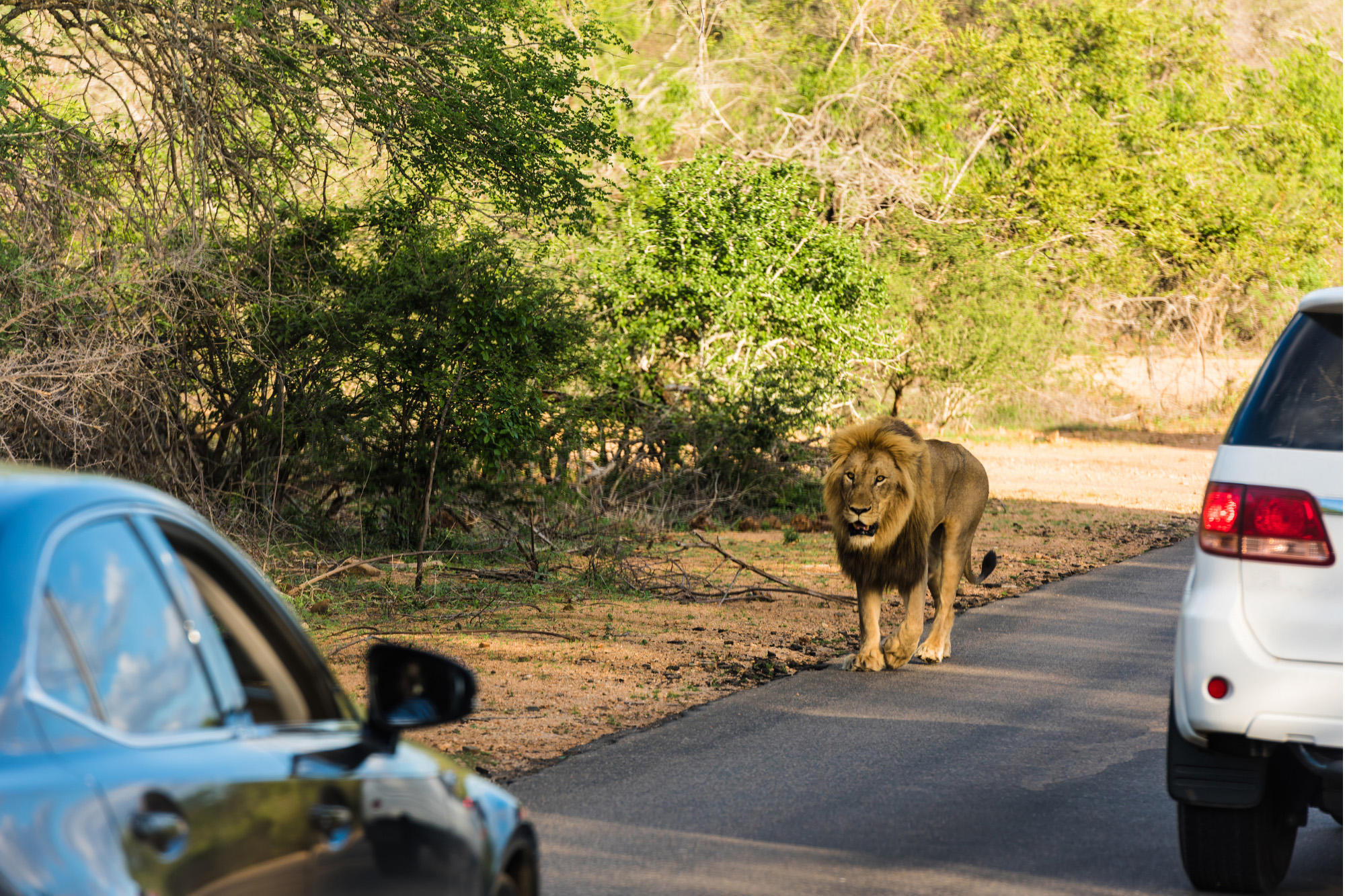 Kruger National Park South Africa travel guide