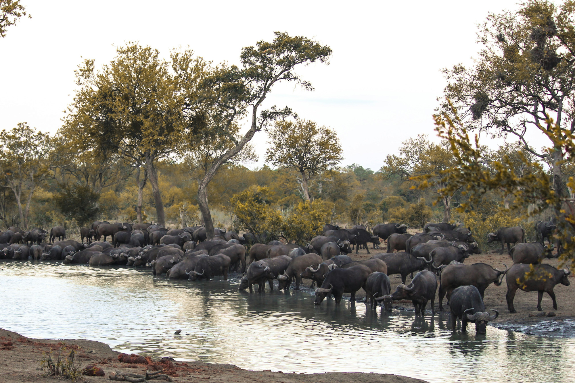 Kruger National Park South Africa travel guide