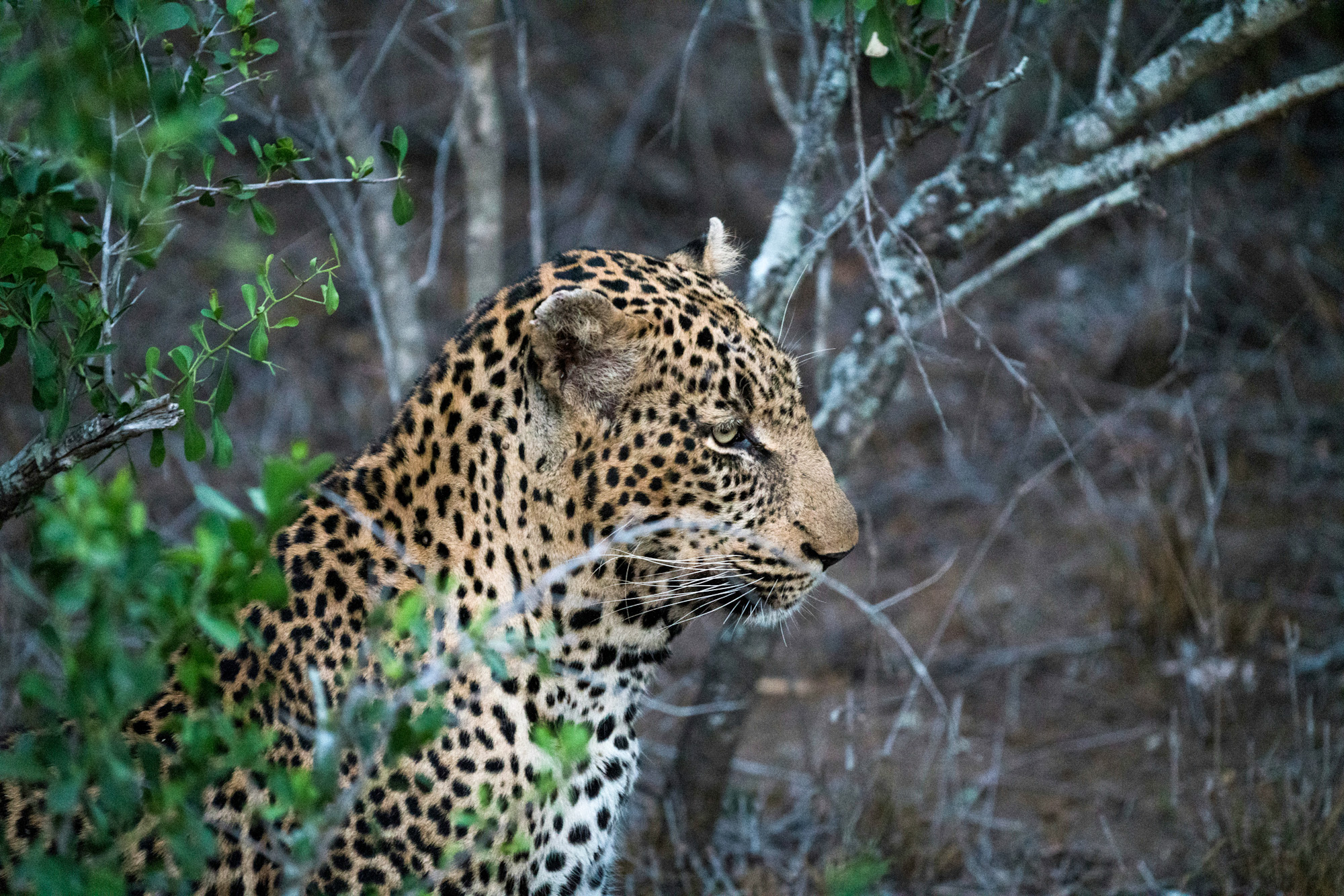 Kruger National Park South Africa travel guide