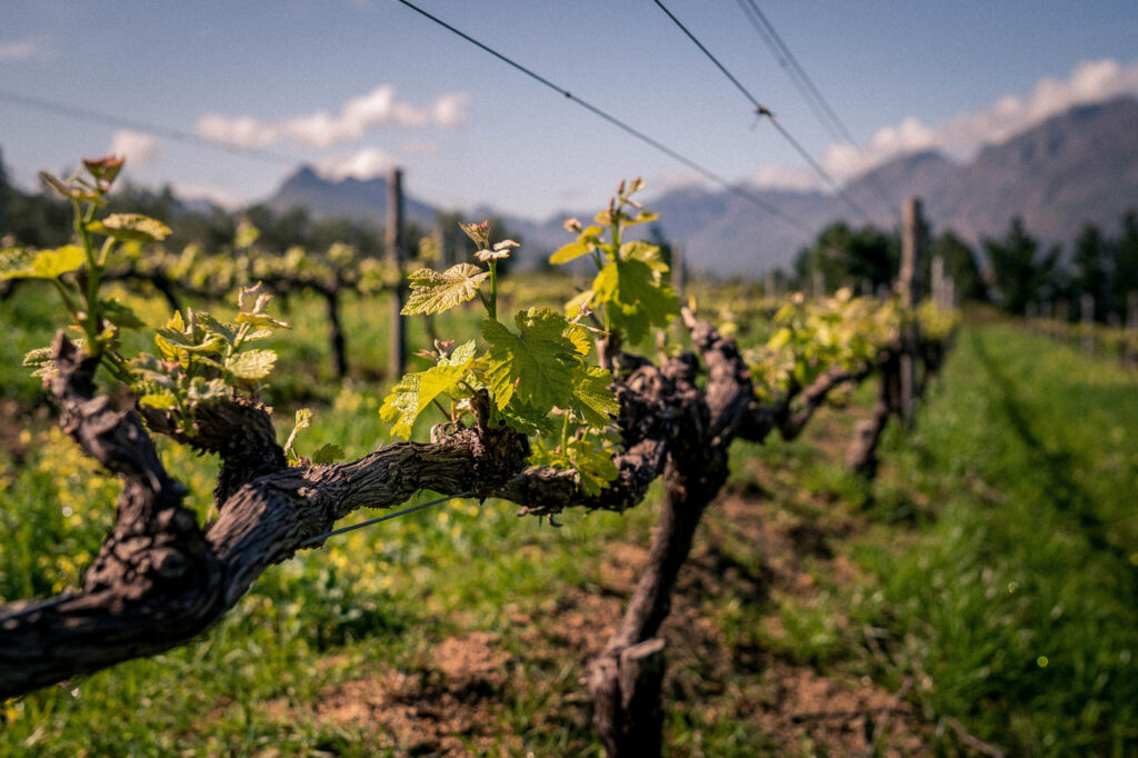 Thistle & Weed Stellenbosch Cape Winelands Western Cape South Africa wine farm review