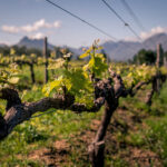 Thistle & Weed Stellenbosch Cape Winelands Western Cape South Africa wine farm review