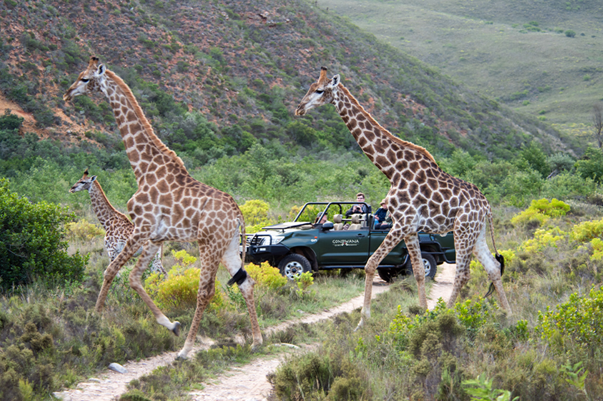 Gondwana Game Reserve Herbertsdale Western Cape South Africa safari review