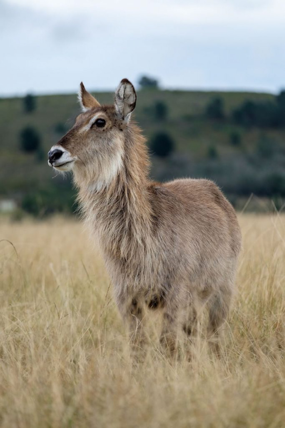 Plettenberg Bay Game Reserve Plettenberg Bay Western Cape South Africa safari review