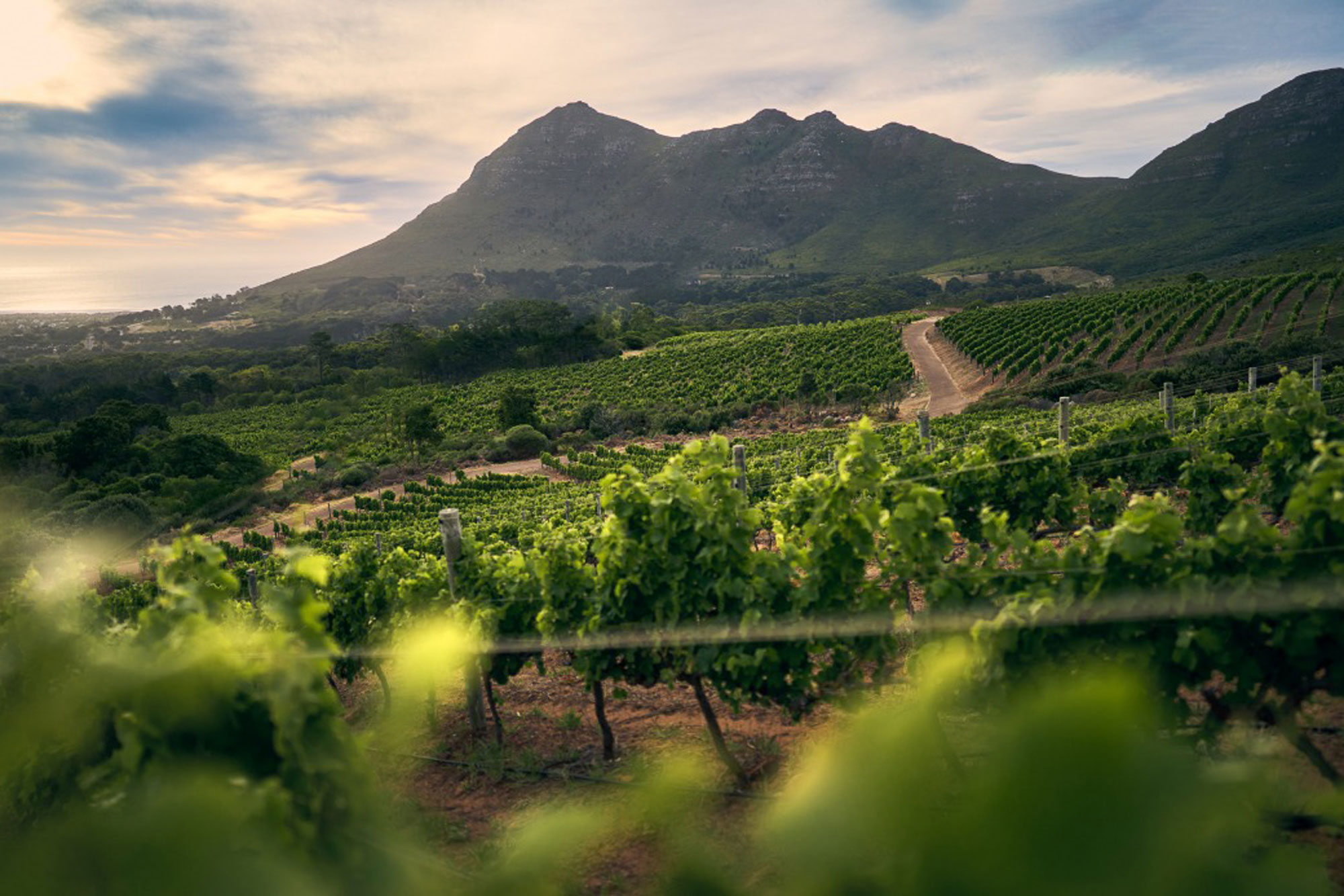 Cape Point Vineyards Cape Town Western Cape South Africa winery review