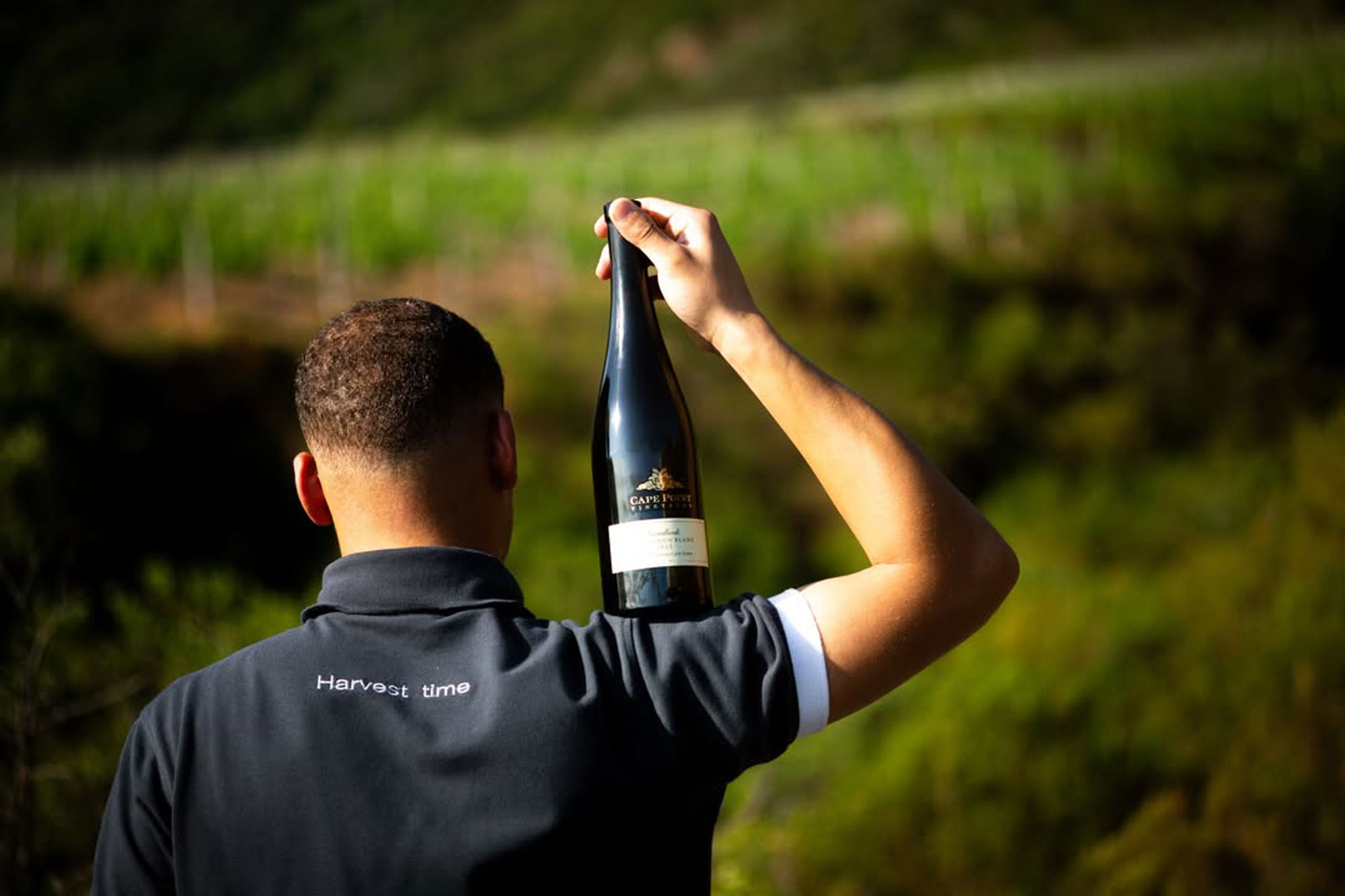 Cape Point Vineyards Cape Town Western Cape South Africa winery review