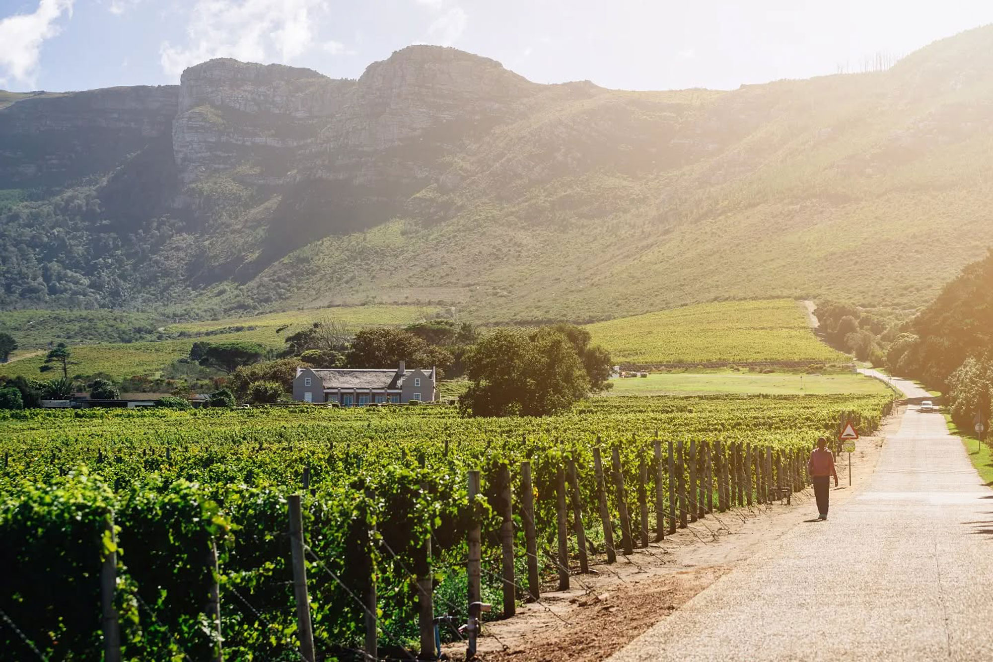 Cape Point Vineyards Cape Town Western Cape South Africa winery review