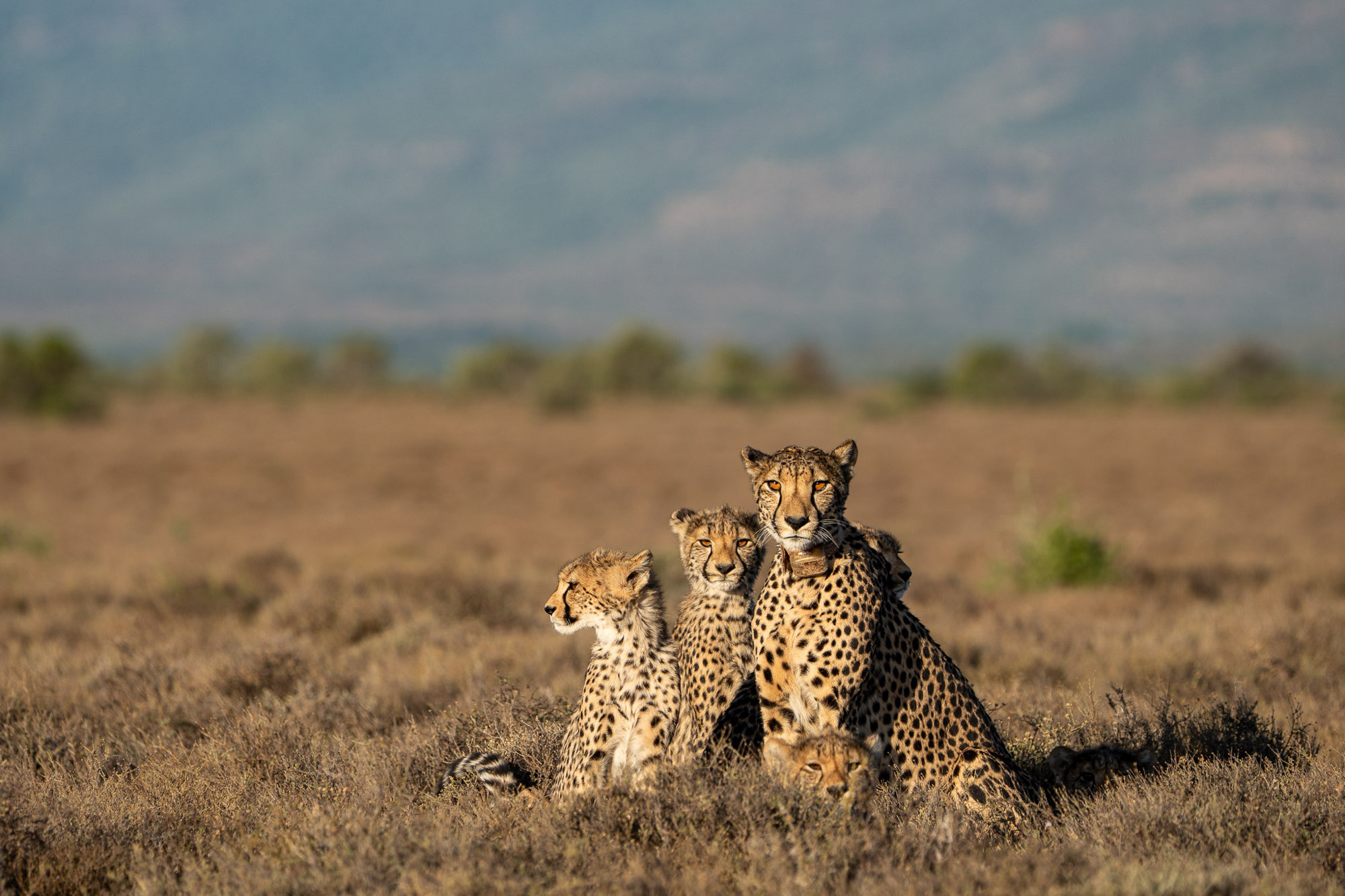Samara Karoo Reserve Graaff-Reinet Eastern Cape South Africa