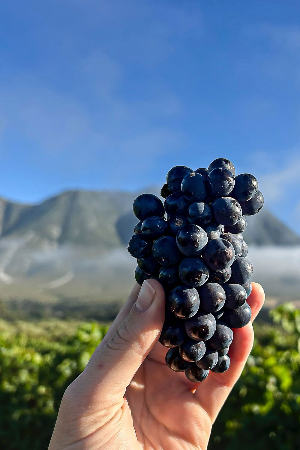 Spookfontein Wine Farm Hermanus Western Cape South Africa winery review