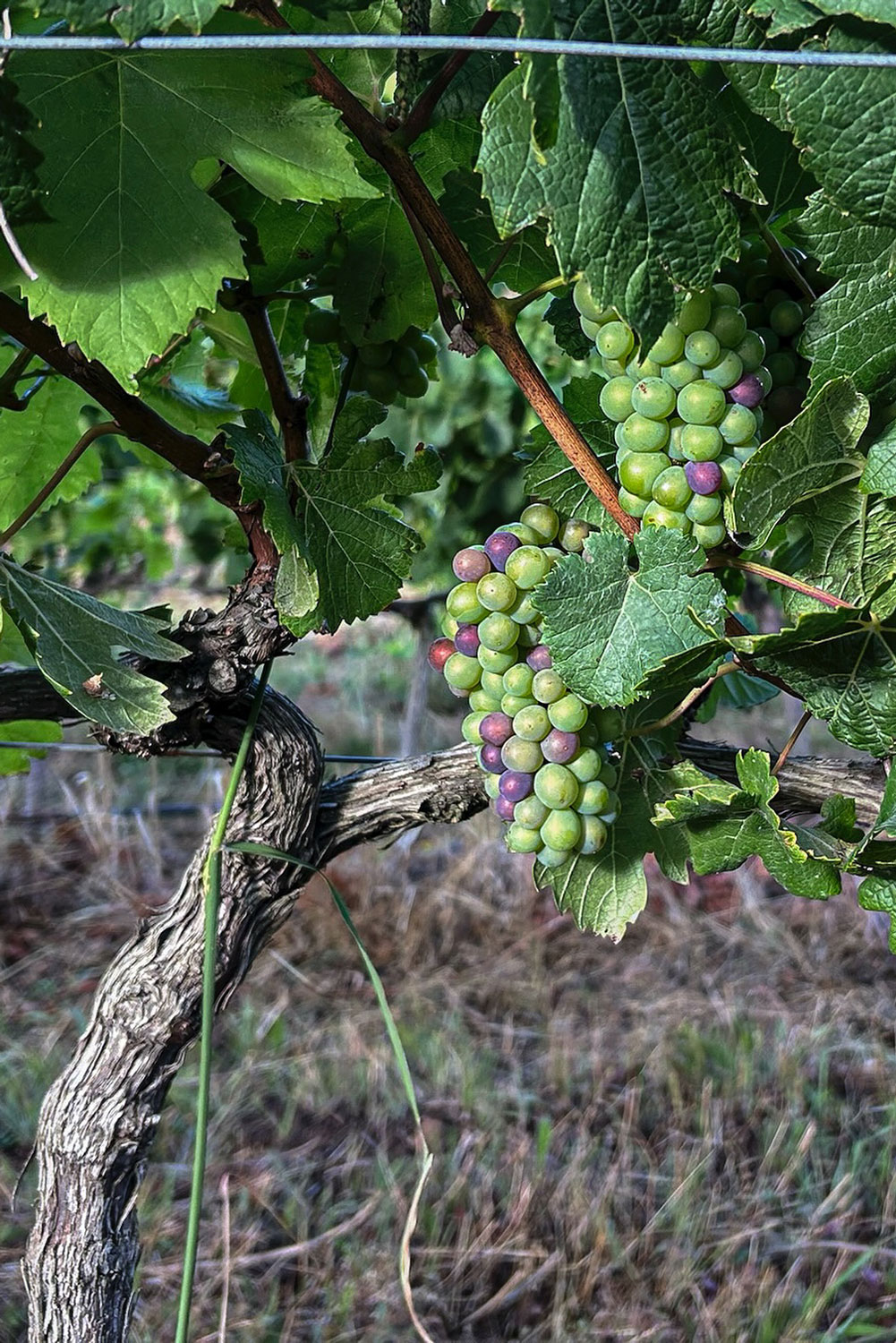 Spookfontein Wine Farm Hermanus Western Cape South Africa winery review