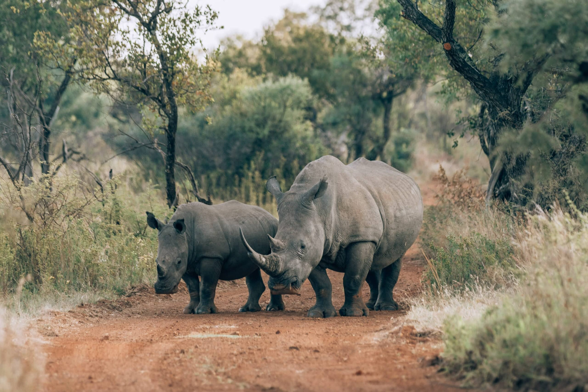 Dinokeng Game Reserve Johannesburg Gauteng South Africa activity review