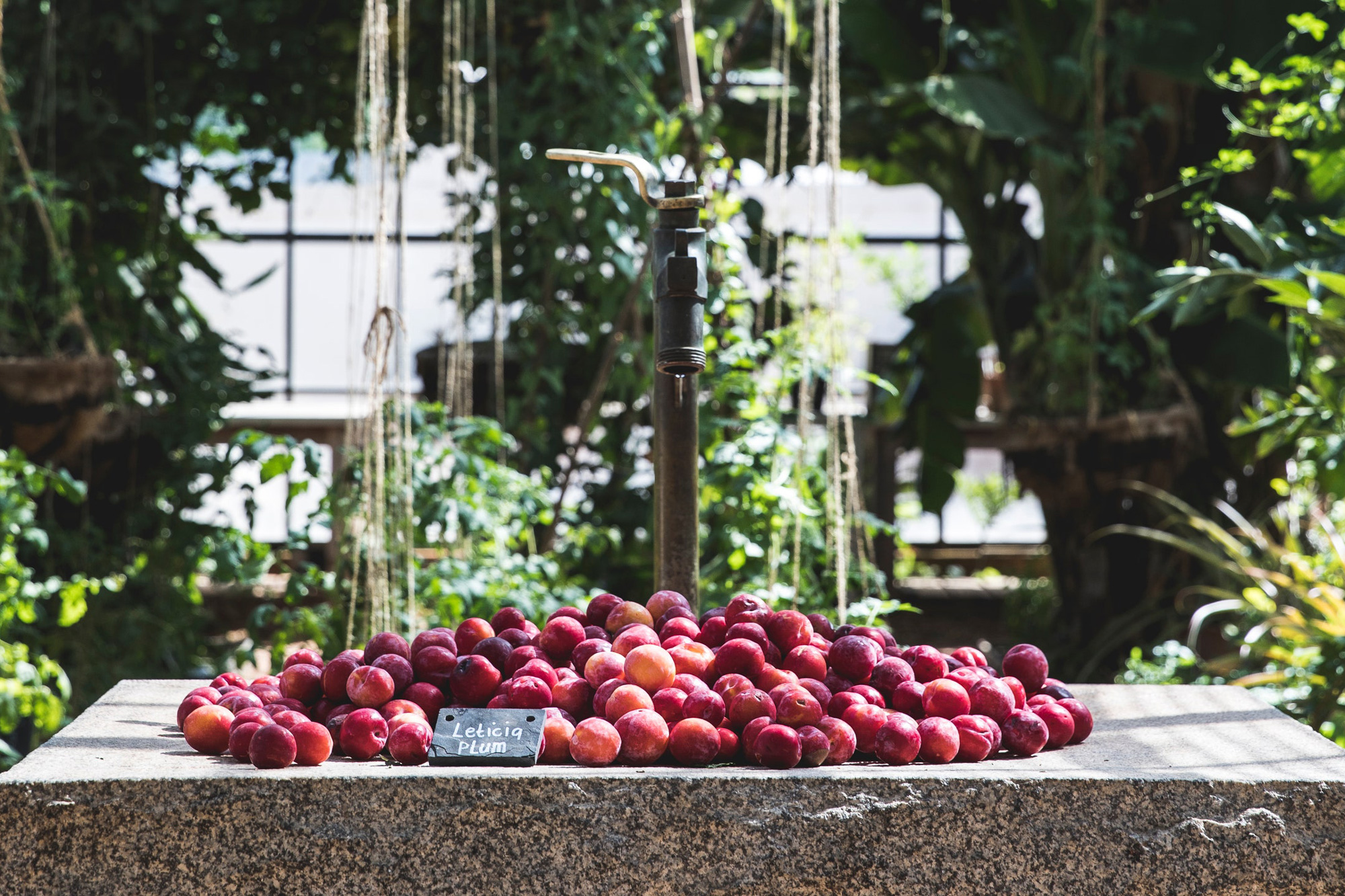 Babylonstoren Franschhoek Western Cape South Africa farm review