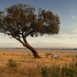 The Ritz-Carlton Masai Mara Safari Camp Kenya hotel review