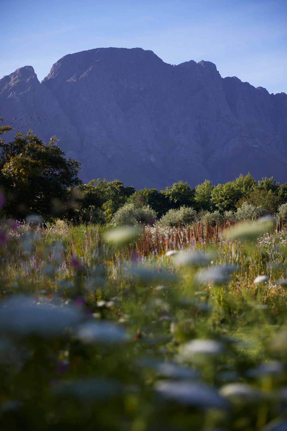 Sterrekopje Franschhoek Western Cape South Africa hotel review